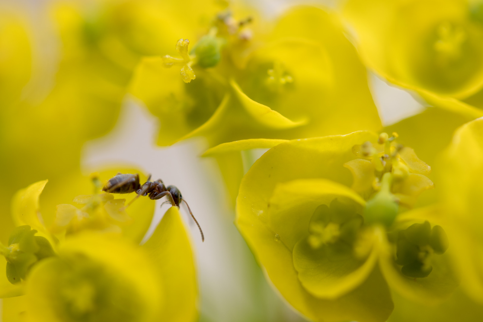 Wallpaper : macro, closeup, nature, flowers 6000x4000 - DragonXero666 ...