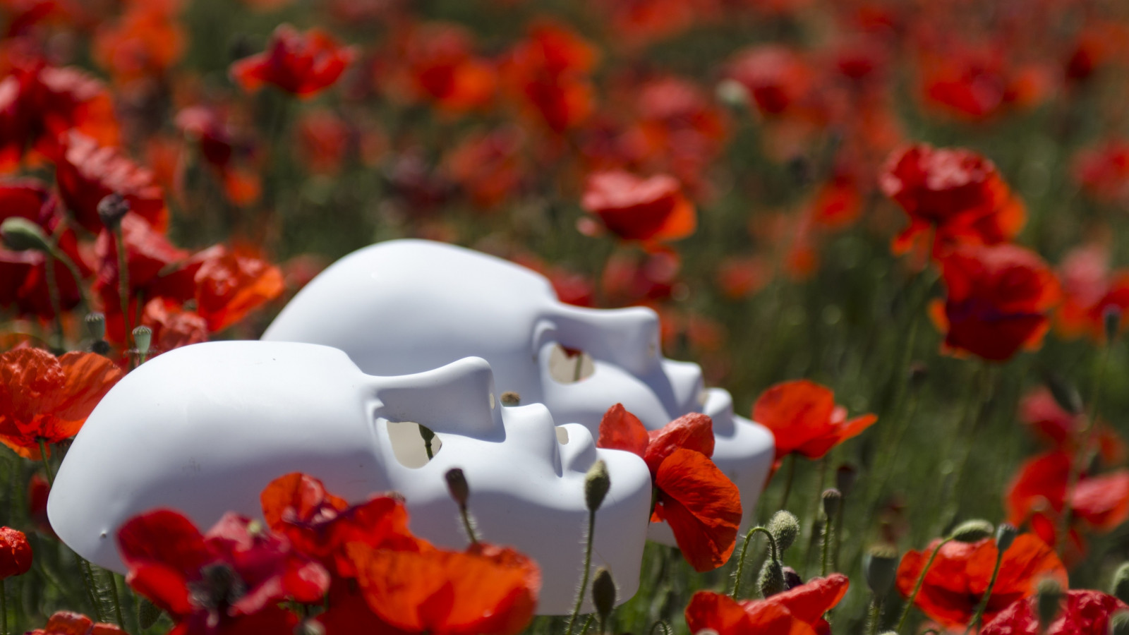 paesaggio, profondità di campo, fiori, natura, rosso, campo, maschera, papaveri, fiore, pianta, papavero, tulipano, flora, petalo, Fiore di campo, 3840x2160 px, coquelicot, impianto di terra, pianta fiorita, fotografia macro, papavero famiglia