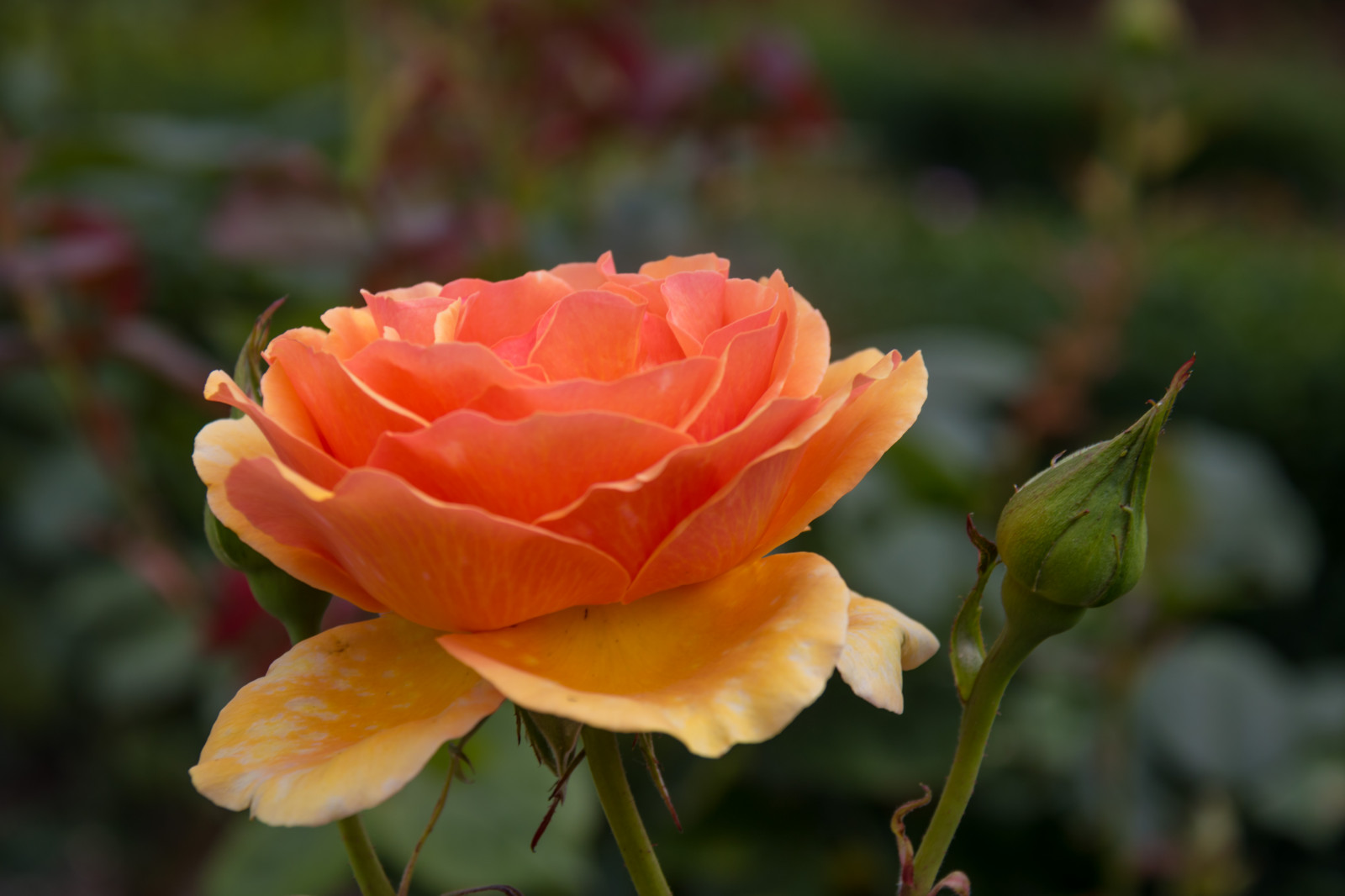 zahrada, žlutý, růže, Ros, Dánsko, Kodaň, květ, rostlina, flóra, Blomma, Danmark, k penhamn, kongenshave, tr dg rd, exif modelu canoneos760d, geocountry, Kamera aby kánon, geocity, Model fotoaparátu canoneos760d, geostate, geolocation, EXIF čočka efs18200mmf3556is, exif aby kánon, EXIF isospeed 100, EXIF otvor 71, exif focallength 80mm, kopenhavn, okvětní lístek, botanika, suchozemská rostlina, kvetoucí rostlina, makro fotografie, zahradní růže, růže rodina, floribunda