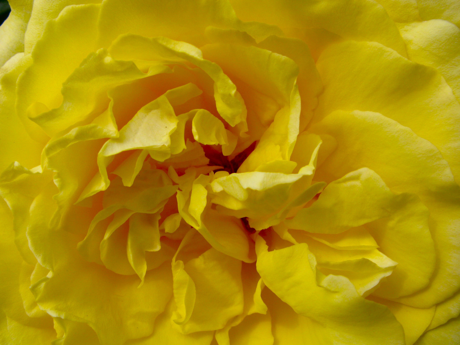 natura, macro, giallo, rosa, primavera, UK, fiore, pianta, flora, petalo, peonia, Essex, Fiore di campo, sfondo del computer, pianta fiorita, avvicinamento, pianta annuale, fotografia macro, staminali vegetali, rose da giardino, famiglia di rosa, ordine di rosa, floribunda, Harlow, pianta erbacea