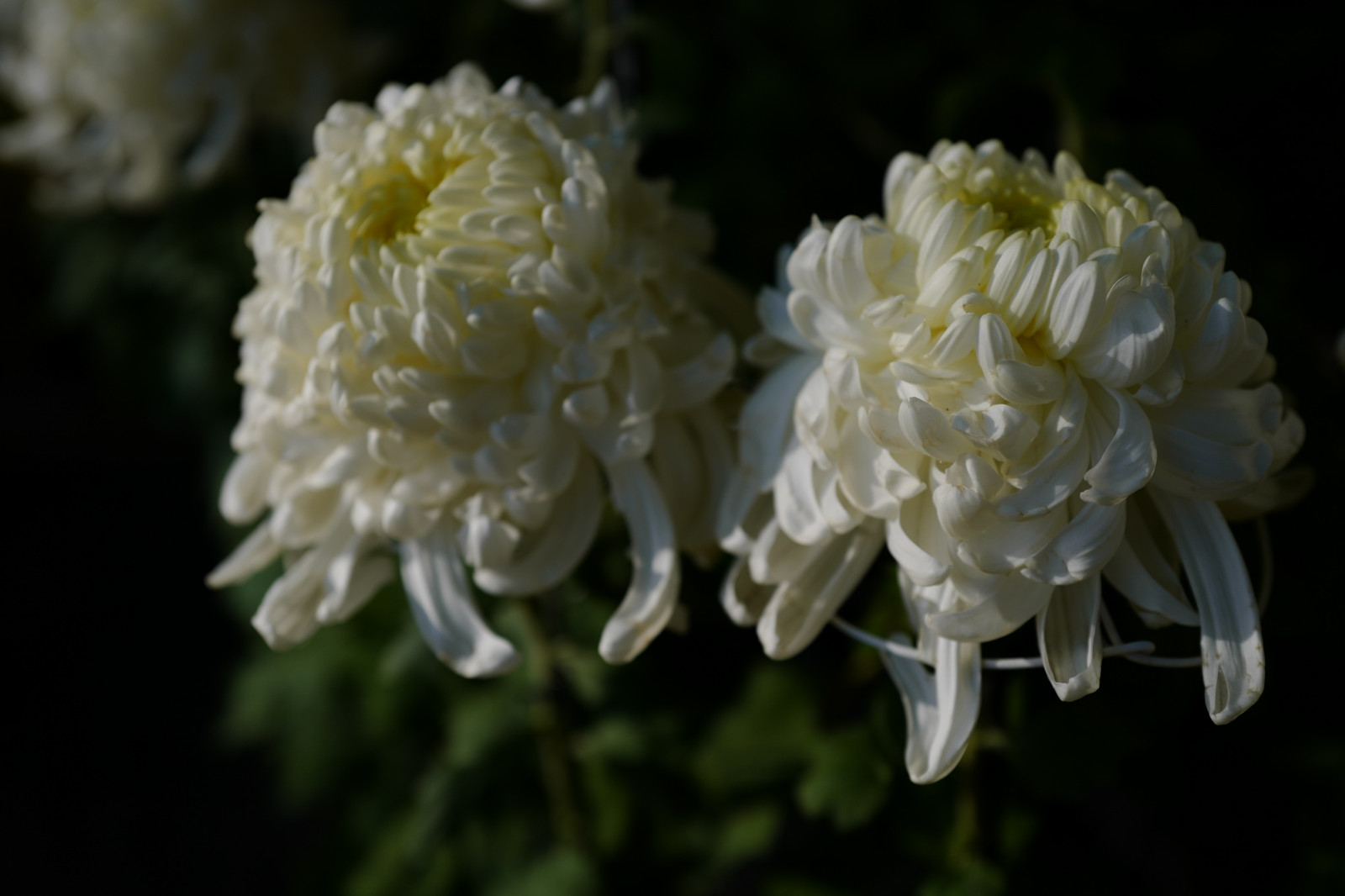 Japonsko, květ, Leica, Tokio, jp, květ, rostlina, flóra, okvětní lístek, Shinjuku, shinjukugyoen, summilux, leicaq, summilux1728, q, 1728, botanika, suchozemská rostlina, kvetoucí rostlina, keř, makro fotografie, daisy rodina, chrysanths