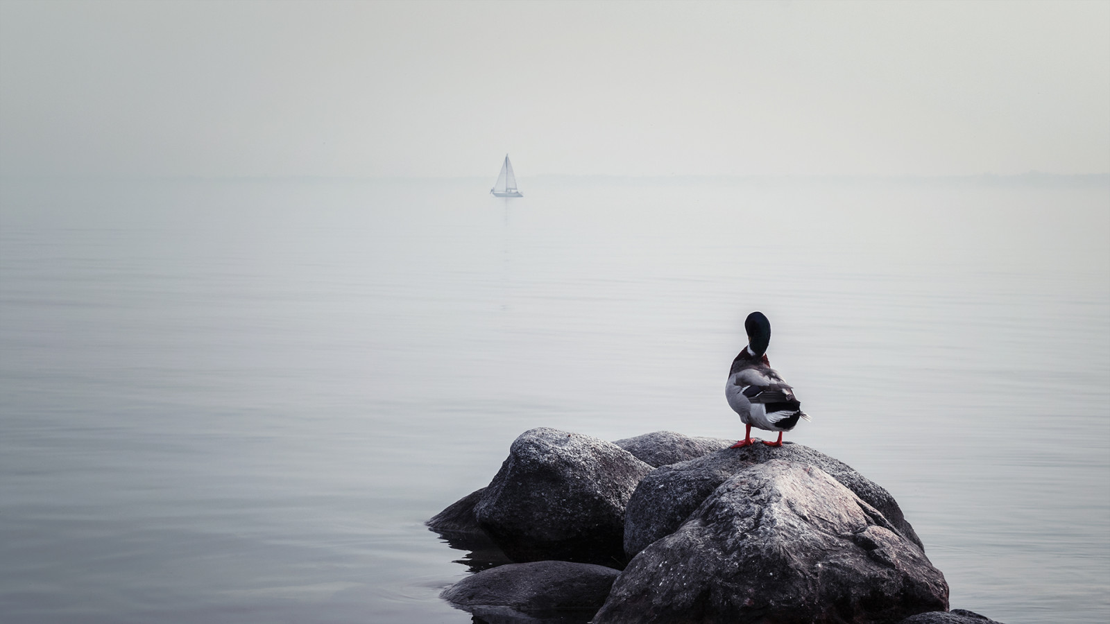 krajina, malování, les, Photoshop, zvěř, sport, moře, noc, jezero, voda, Skála, Červené, odraz, park, sníh, zima, fotografování, mraky, makro, led, ráno, kouzlo, panoráma, Nikon, objektiv, jaro, paysage, Reflex, Klid, UMĚNÍ, Soustředit se, dlouho, klidný, mrak, strom, zvíře, mlha, cestovat, dosti, umělecký, trh, venkovní, pták, divoký, fotografie, oceán, vlna, lago, primavera, umělec, design, výlet, klasický, fotky, foto, profesionální, nero, fotografia, animali, atmosférický jev, pastello, vodní pták, terénní, profondit