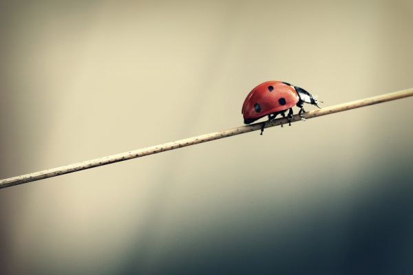 insect,light,Sun,reflection,grass,bug