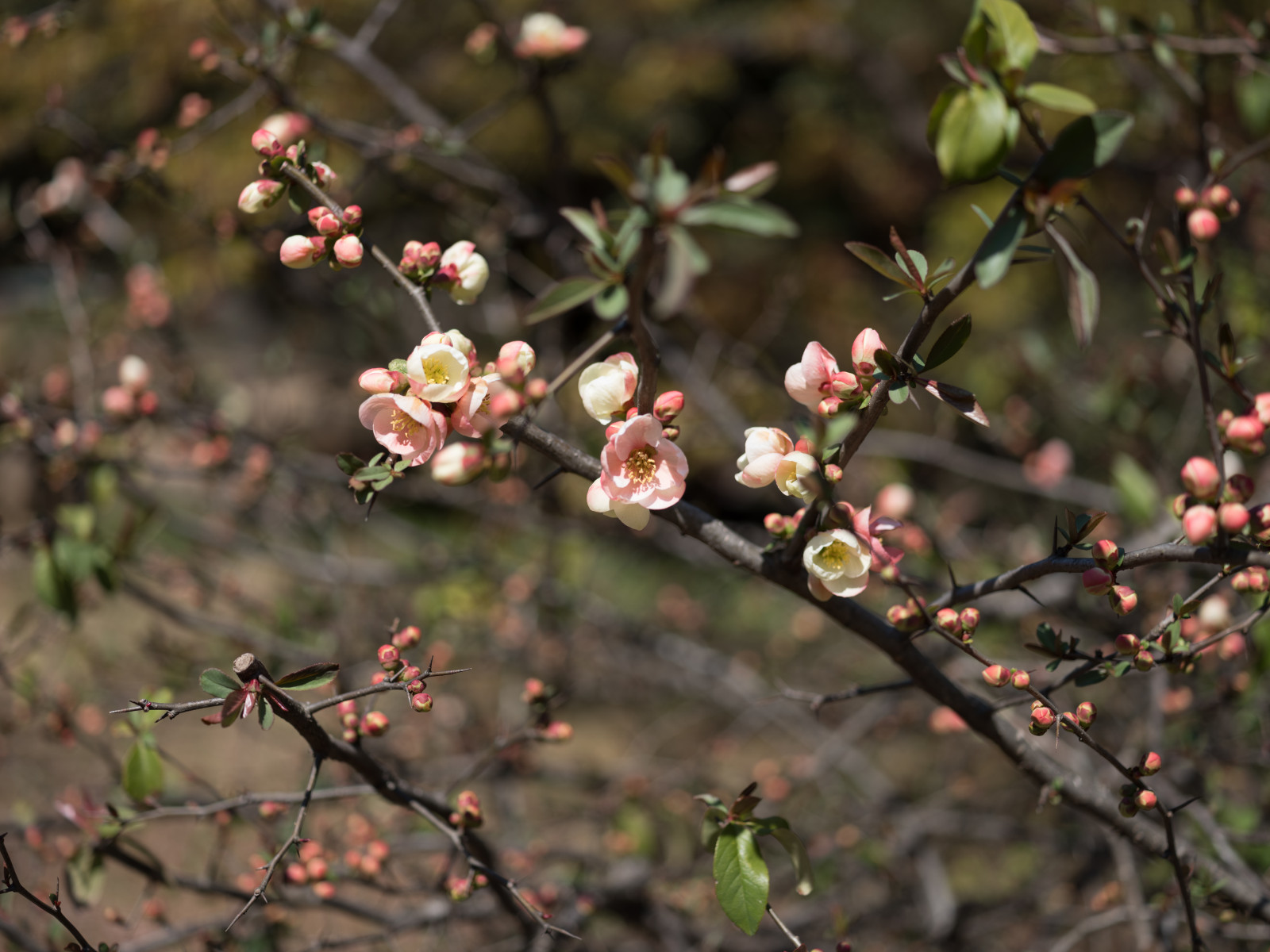 Japonsko, jídlo, Příroda, park, větev, ovoce, Třešňový květ, květ, jaro, Tokio, Fujifilm, jp, strom, podzim, list, květ, rostlina, bobule, sezóna, flóra, fuji, Fujinon, gf, gf63mm, gf63mmf28rwr, gfx, gfx50s, shinjukgyoen, Shinjuku, divoká rostlina, vyrobit, botanika, suchozemská rostlina, kvetoucí rostlina, keř, makro fotografie