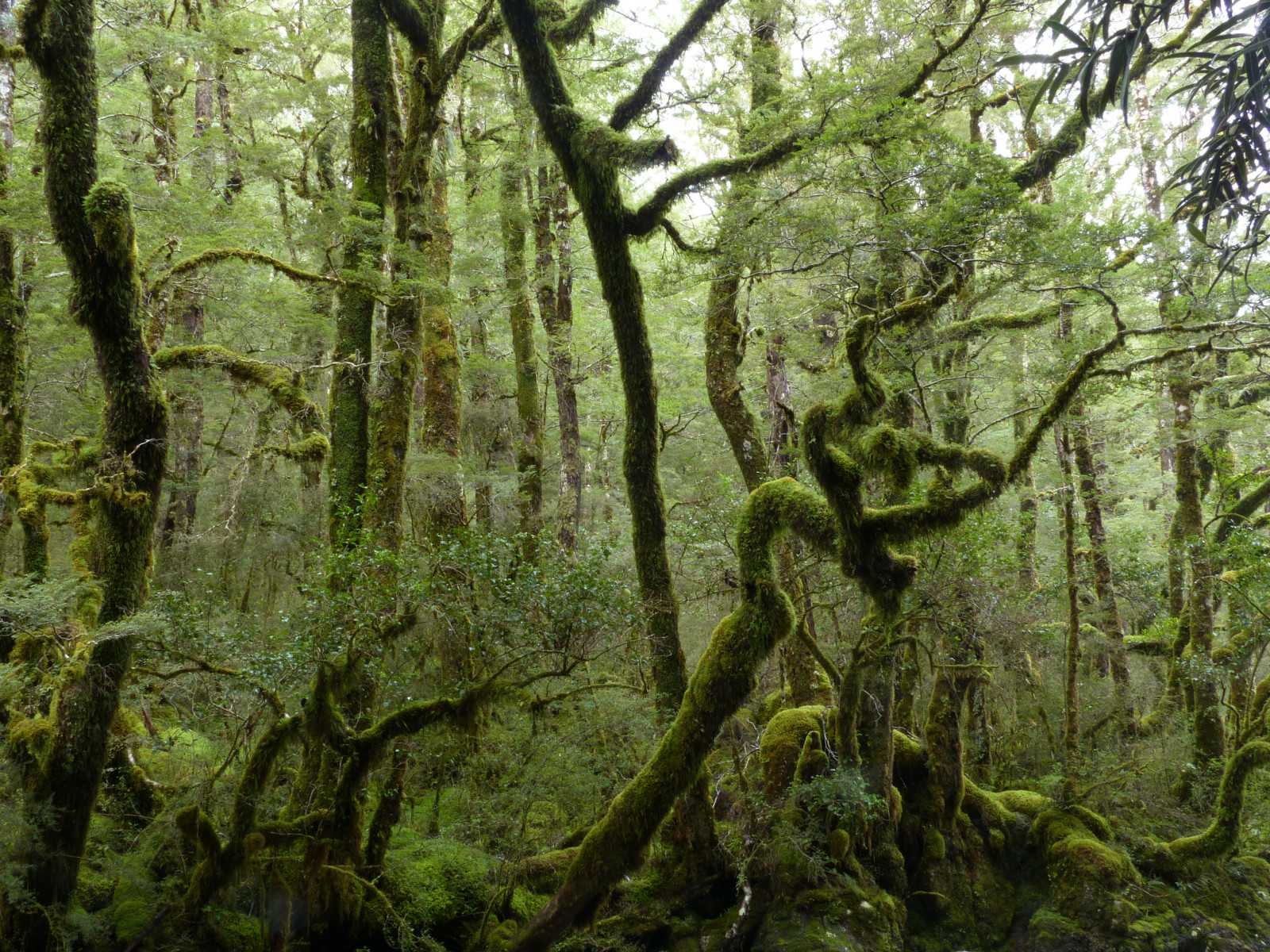 Wallpaper vegetation, ecosystem, tree, old growth forest, nature