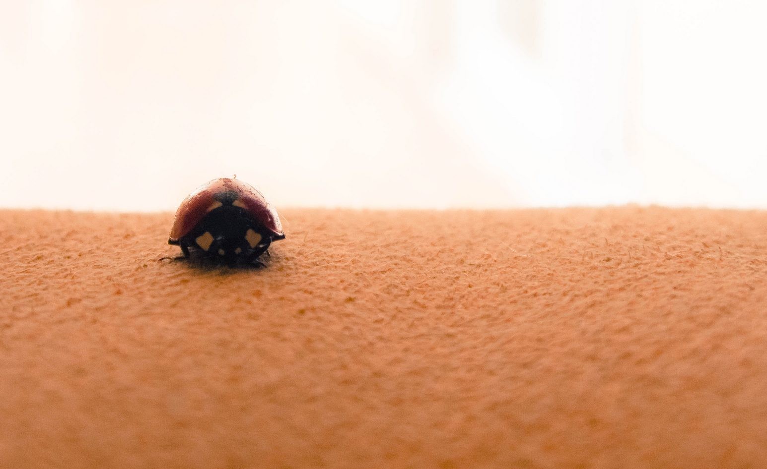 písek, makro, hmyz, poušť, slunéček, Sahara, půda, přírodní prostředí, zblízka, Liparské landform