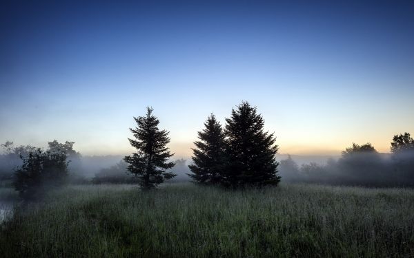 sunlight, trees, landscape, forest, sunset, hill