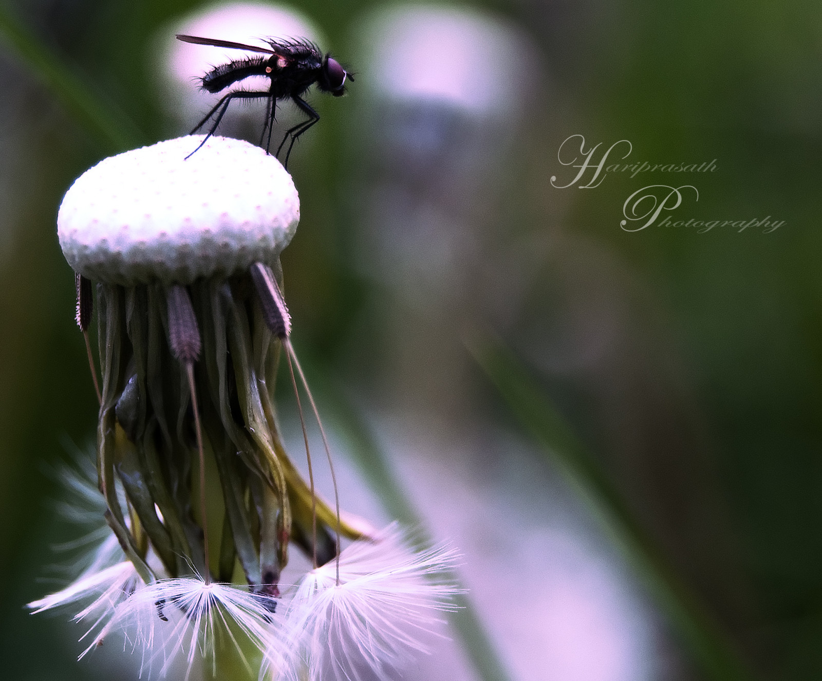 slunečnímu záření, Příroda, park, fotografování, detailní, makro, motýl, hmyz, zelená, Anglie, Nikon, pyl, pampeliška, Spojené království, Létat, zadní dvorek, Bristol, UMĚNÍ, měkký, semínko, květ, rostlina, flóra, pupen, barvitý, okvětní lístek, 1855mm, fauna, připravený, Británie, divoká rostlina, vosplusbellesphotos, D40X, botanika, zblízka, makro fotografie, bezobratlý, daisy rodina, nektar