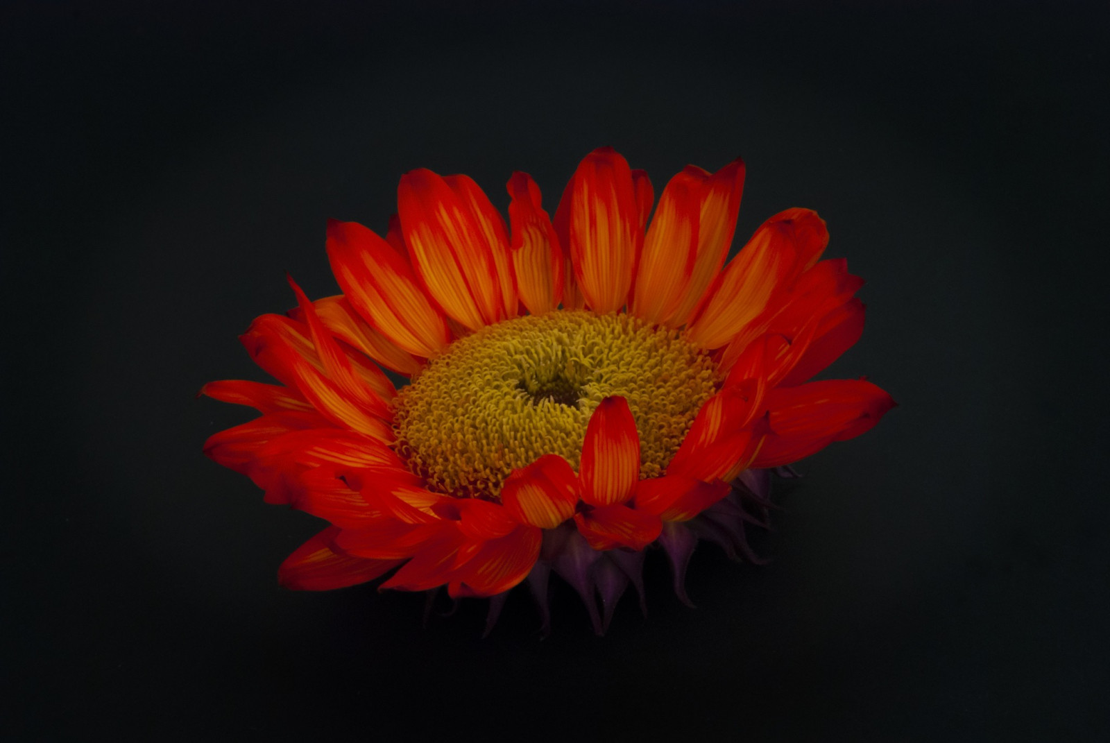 Wallpaper flowers, nature, red, yellow, Daisy, flower, flora, petal