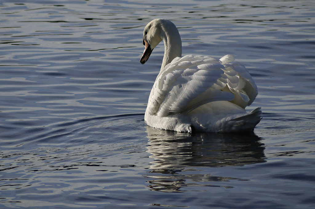 moře, voda, odraz, Norsko, vlny, řeka, Volně žijících živočichů, slunce, labuť, kachna, rybník, husa, zobák, Oslo, den, pták, vlna, Pírko, mořský pták, fauna, vodní ptáci, vodní pták, kachen, hus a labutě
