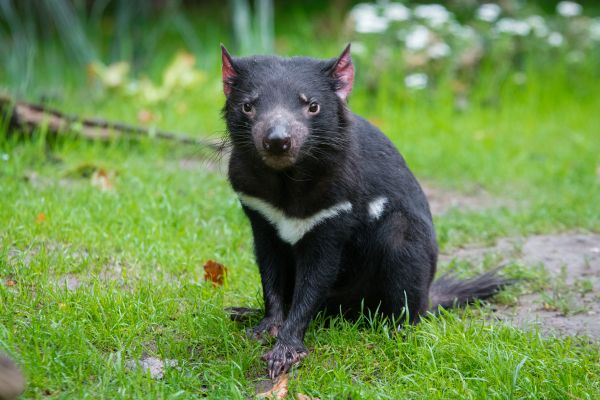 tasmanian devil,predator,grass