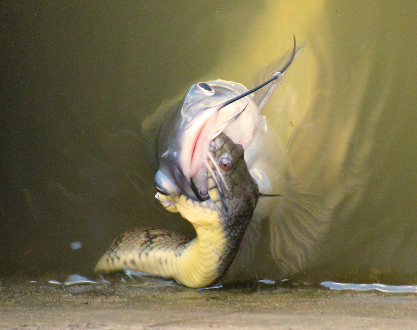 Snake Catfish Wallpaper : fauna, organism 2319x1835 - - 896795 - HD Wallpapers - WallHere