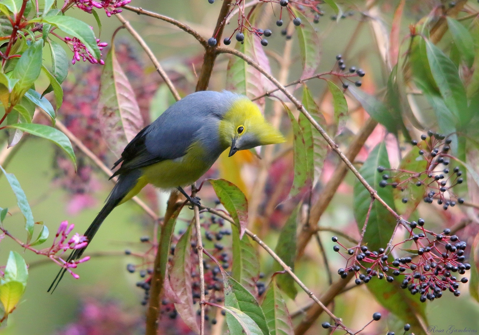 Longtailedsilkyflycatcher, Ptiliogonyscaudatus, Capulinerocolilargo, Papamoscassedosodecolalarga, sangerardodedota, Miriamsquetzal, Kostarika, avesdacostarica, costaricabirds, birdsofcostarica, Příroda, natureza, naturaleza, natura, rosagamb IAS, Volně žijících živočichů, vidaselvagem, bichos, fauna, animais, divoký, wondersofnature, naturebeauties, Aves, ptactvo, oiseaux, Uccelli, pozorování ptáků, ornitologie, Pajaros, Passaros, vogel, influenza, Passaro, avessilvestres, Apasserinebirdwhichoccursonlyinthemountainsofcostaricaandwesternpanama, Passeriformes, Ptiliogonatidae, vrchovina