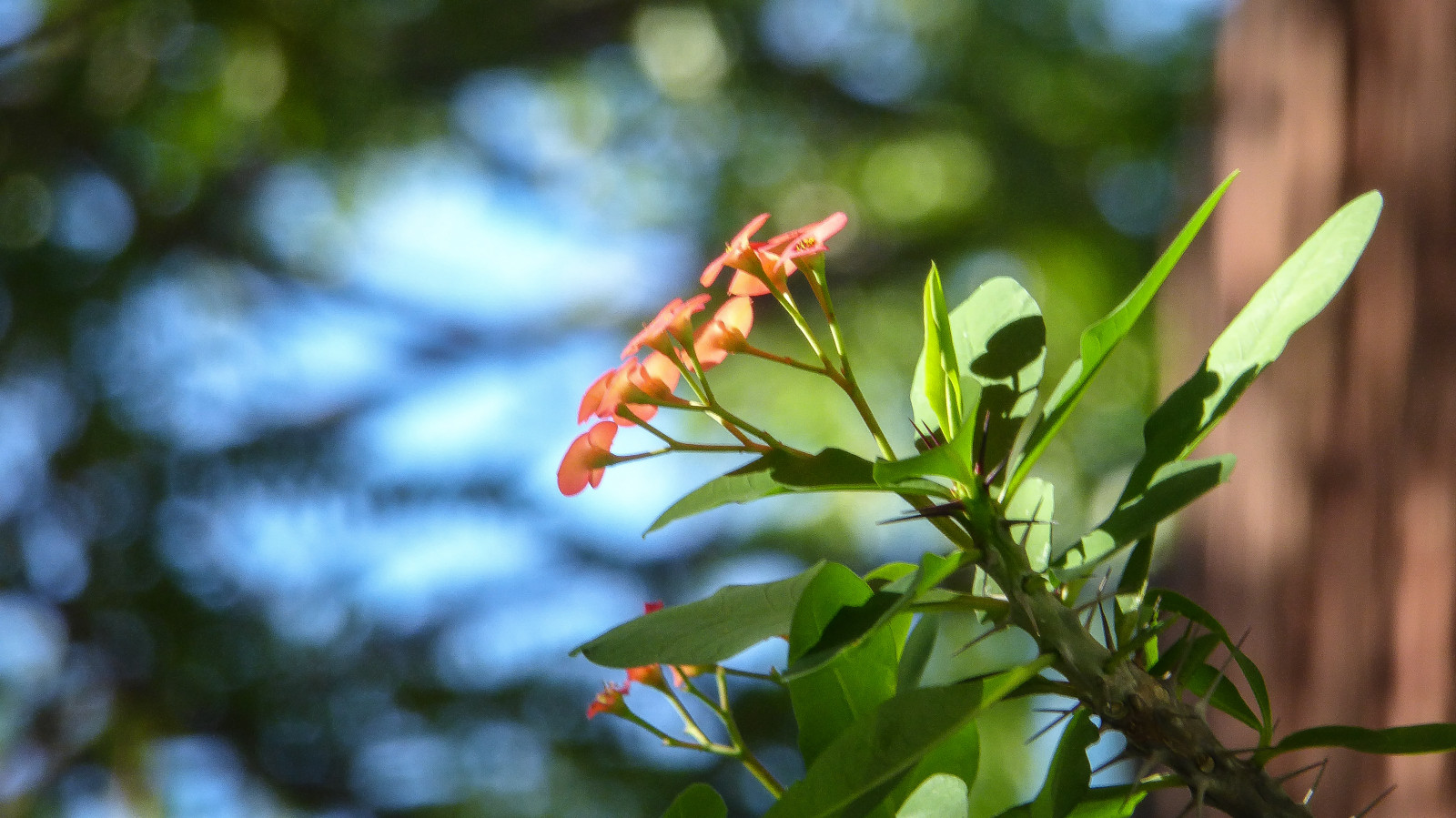město, ráno, květiny, Červené, oranžový, slunce, zelená, listy, lumix, brzy, Lístky, keř, dosti, větev, bokeh, městský dům, Adelaide, trní, pěšina, zaoblený, ostnatý, nejvyšší, květinka, theen, Reddyorange