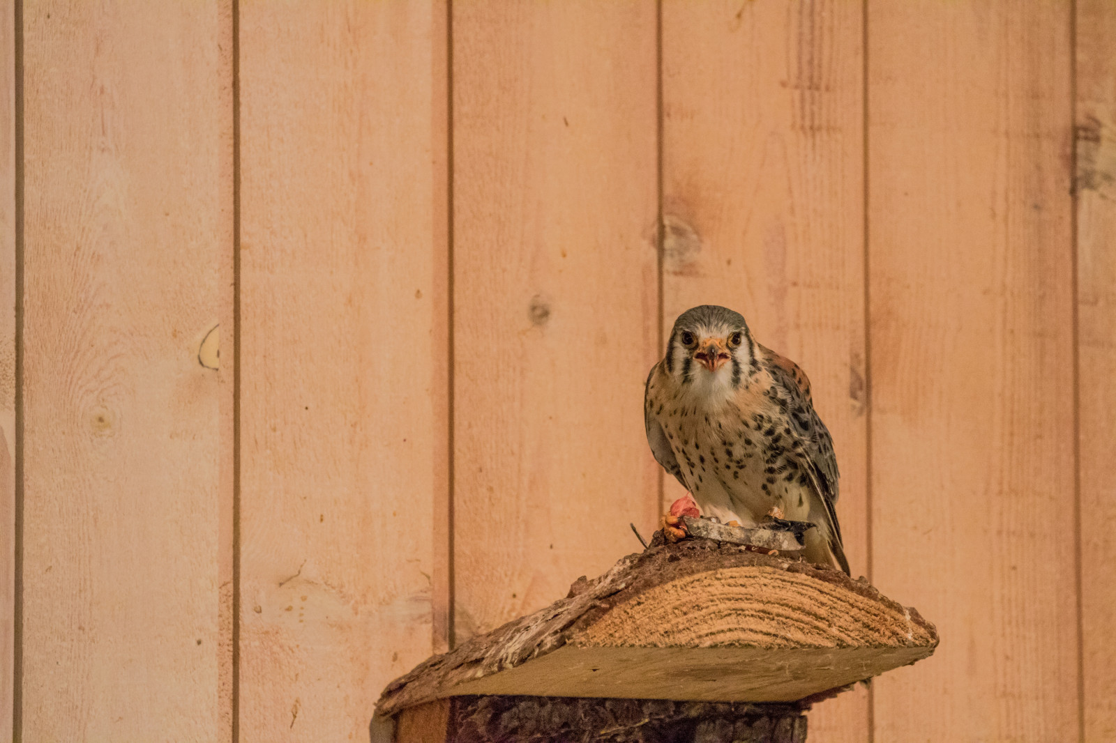 dřevo, Dánsko, zobák, Vrabec, Sokol, C, pták, birdofprey, Danmark, exif modelu canoneos760d, geocountry, Kamera aby kánon, geocity, Model fotoaparátu canoneos760d, geostate, geolocation, EXIF otvor 56, exif aby kánon, exif isospeed 6400, EXIF ef70300mmf456lisusm čočka, exif focallength 300mm, rovf gel, falkonerg rden, falkonergaarden, Falk, poštolka pestrá, falcosparverius, sparvfalk, křídlo, fauna, prohlížení pták, obratlovců