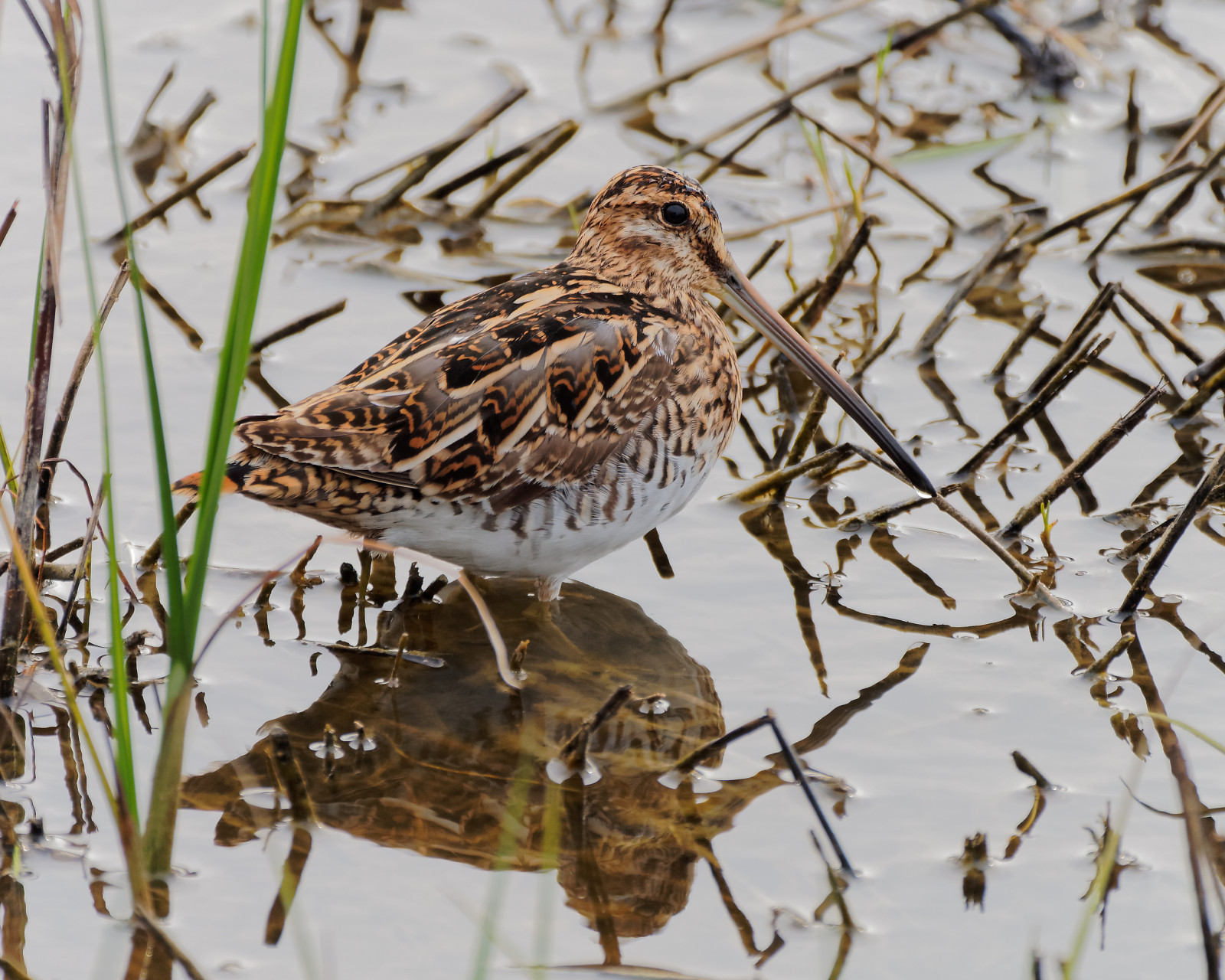 ptactvo, Volně žijících živočichů, zobák, Olympus, pták, útočit, EM5, fauna, micro43, Aves, Charadriiformes, shorebird, sandpiper, calidrid, ocells, leica100400f463, Becadellcom, Agachadizacom n, Gallinagogallinago, Commonsnipe