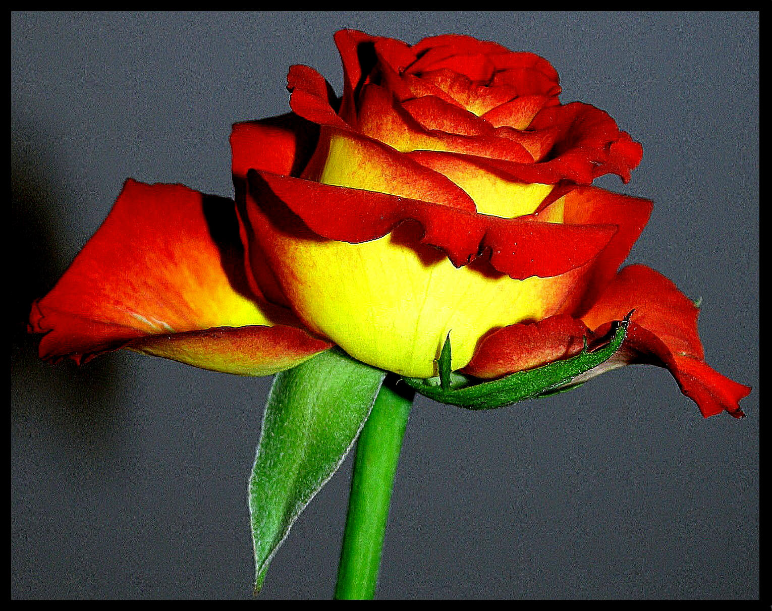 natur, rød, gul, orange, Rose, blomst, plante, flora, knop, kronblad, anawesomeshot, instantfave, abigfave, impressedbeauty, outstandingshots, computer tapet, blomstrende plante, tæt på, makrofotografering, blomster, stængelplante, stadig liv fotografering, haveroser, rosenfamilien, steg ordre, ekspertise, afskårne blomster, floribunda, china rose