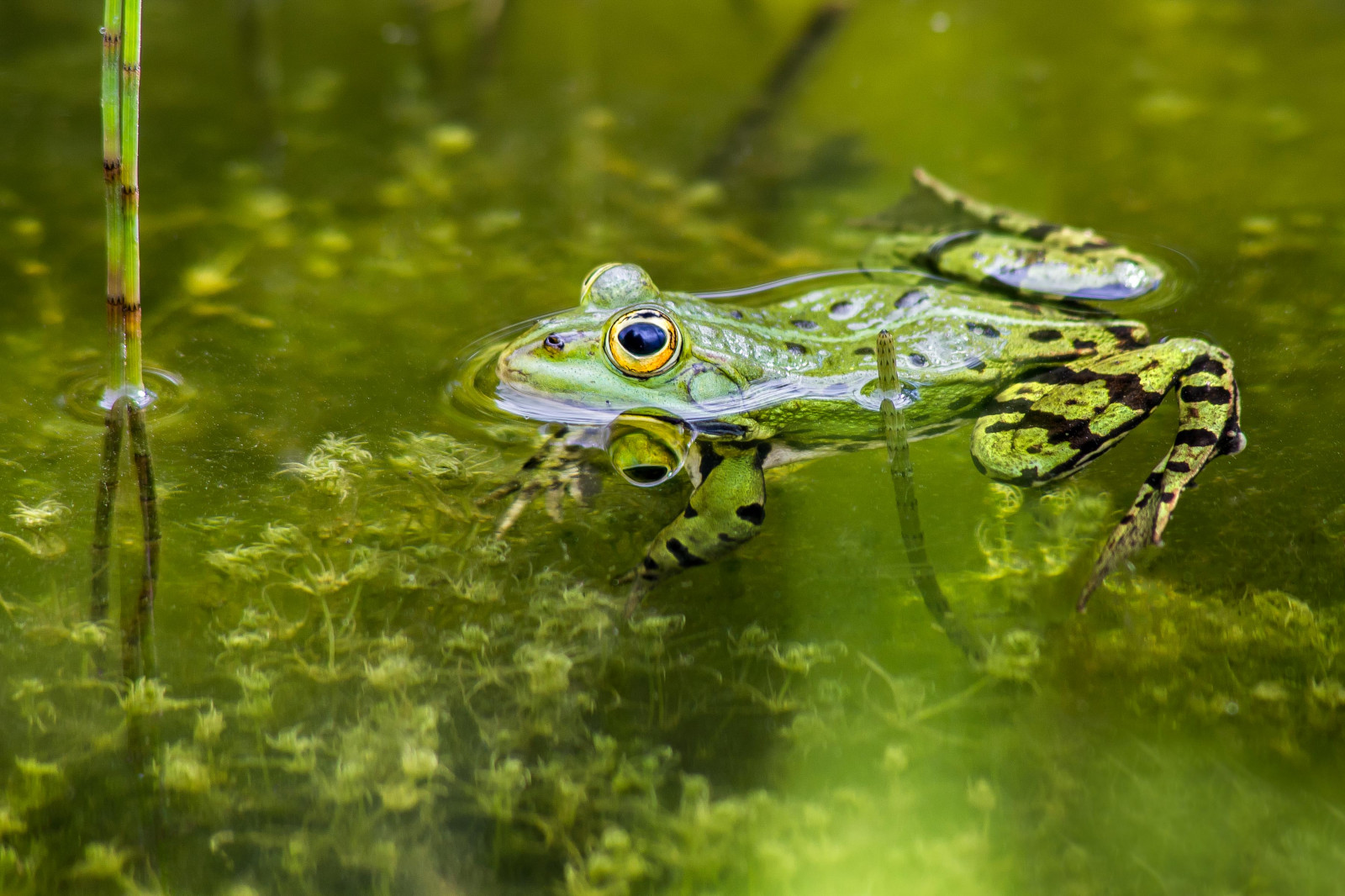 wasser, žába, Grun, Frosch, Tubingen, botanischergarten, Wasserfrosch, canon6d