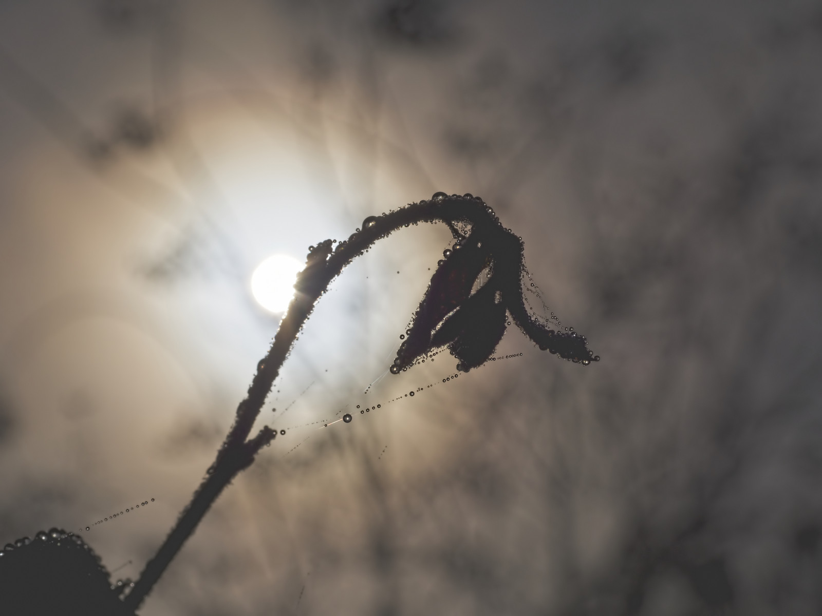 detail, makro, kapičky, web, Olympus, olympuspen, olympusm45mmf18, olympuspenep5