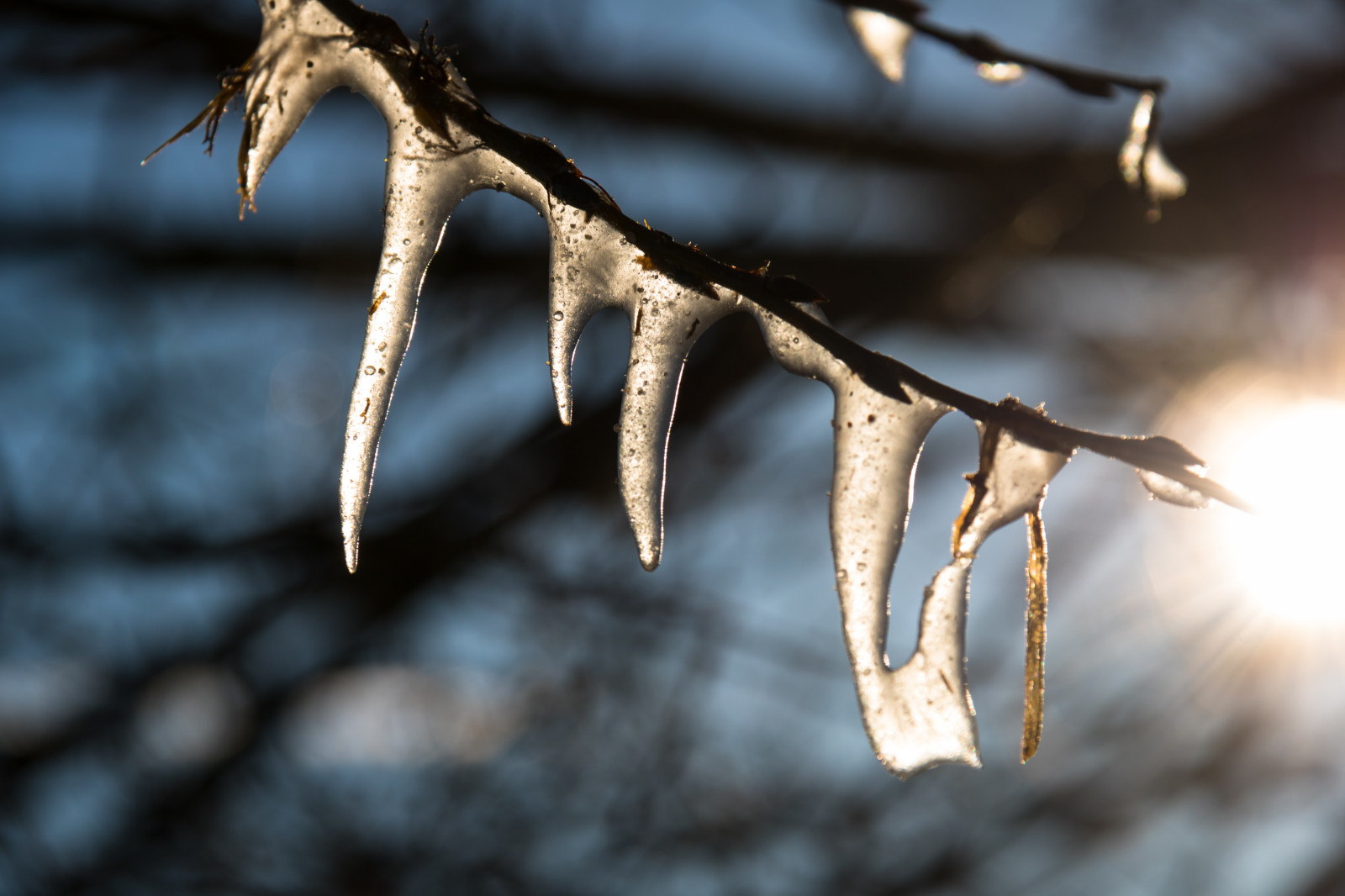 slunečnímu záření, Příroda, sníh, zima, fotografování, dřevo, větev, led, Studený, mráz, jaro, světlo, strom, podzim, list, květ, je, rostlina, sezóna, flóra, Vinter, beddingestrand, kallt, větvička, dřevina, zblízka, makro fotografie, trny trny a trny, závod stonek