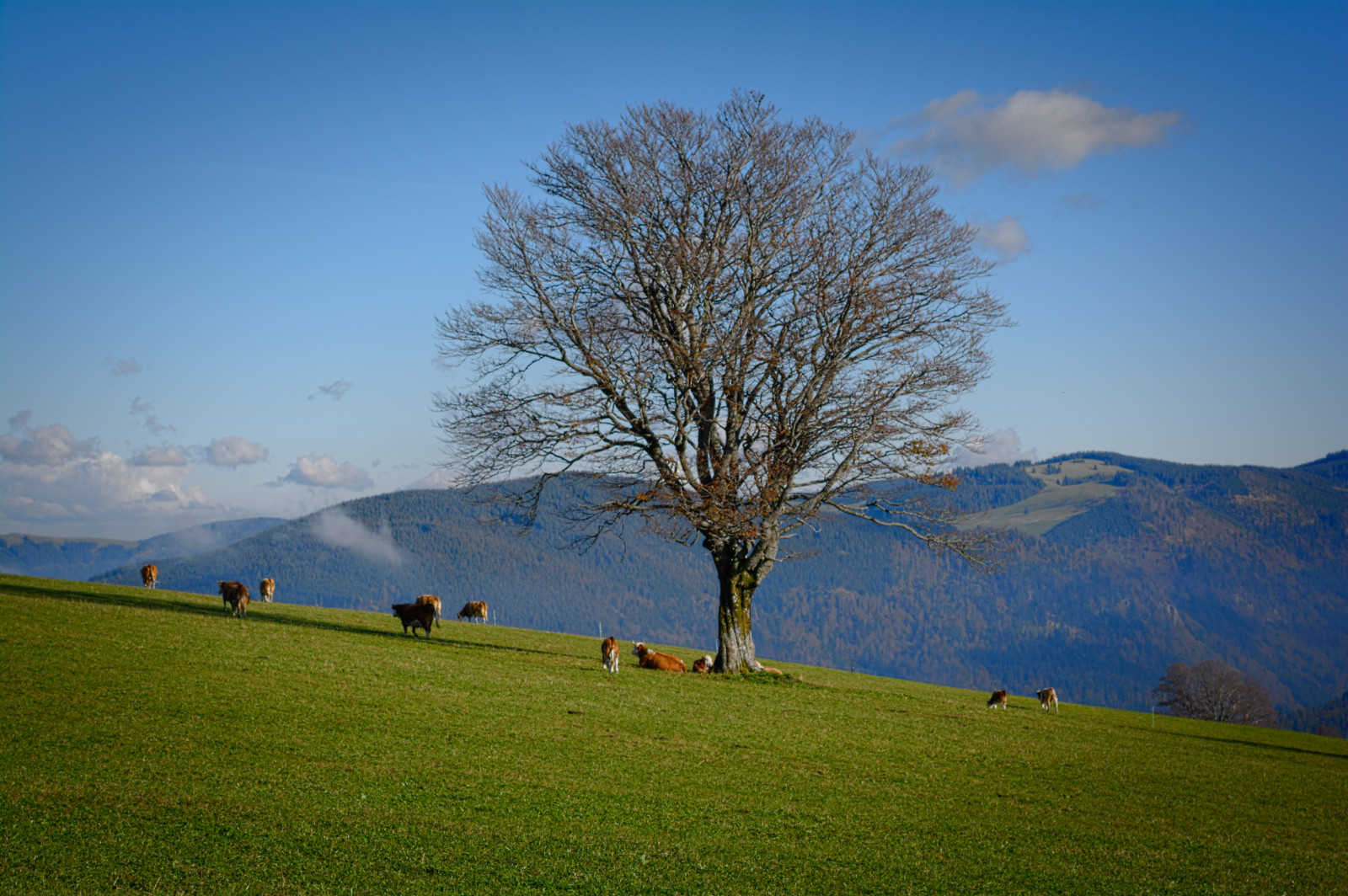 Fondos de pantalla azul, otoño, cielo, montaña, árbol, verde, iceberg