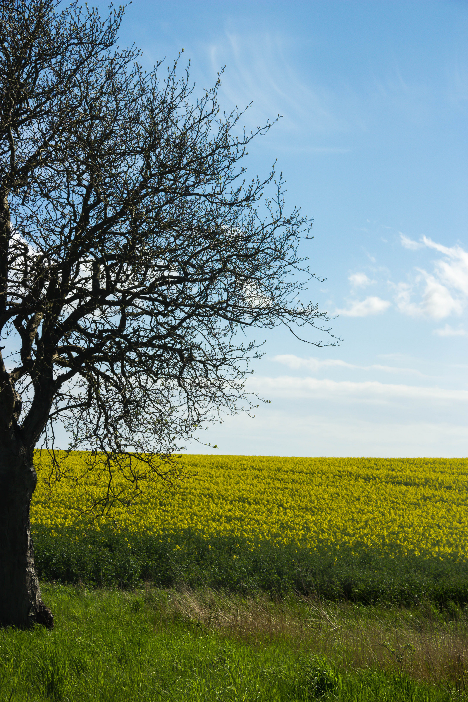 slunečnímu záření, krajina, kopec, Příroda, tráva, nebe, pole, zelená, žlutý, ráno, horizont, řepkového, strom, podzim, list, květ, lučina, rostlina, venkov, nárazy, gul, f lt, landskap, řepka, rapefield, Guld, podané, zemědělství, louka, prostý, prérie, venkov, vyrobit, suchozemská rostlina, kvetoucí rostlina, dřevina, ekosystém, tráva rodina, brassica