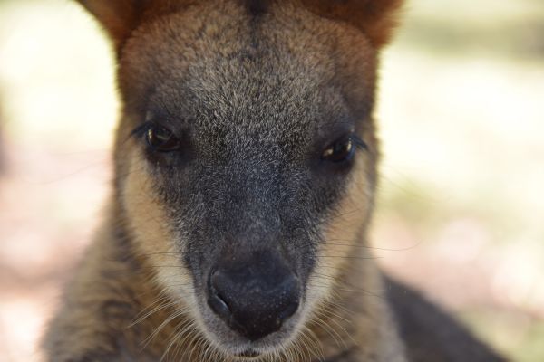muzzle,kangaroo,nose,eyes