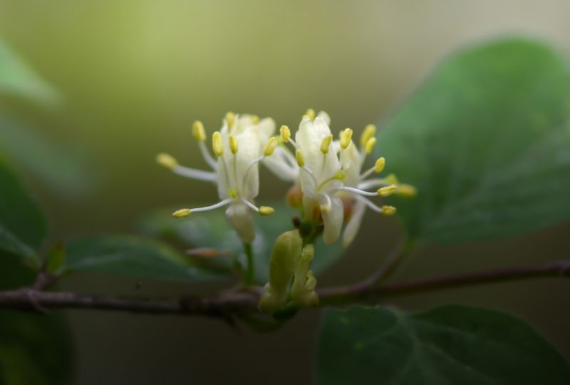 sunlight, leaves, flowers, nature, macro, branch sunlight, leaves, flowers, nature, macro, branch