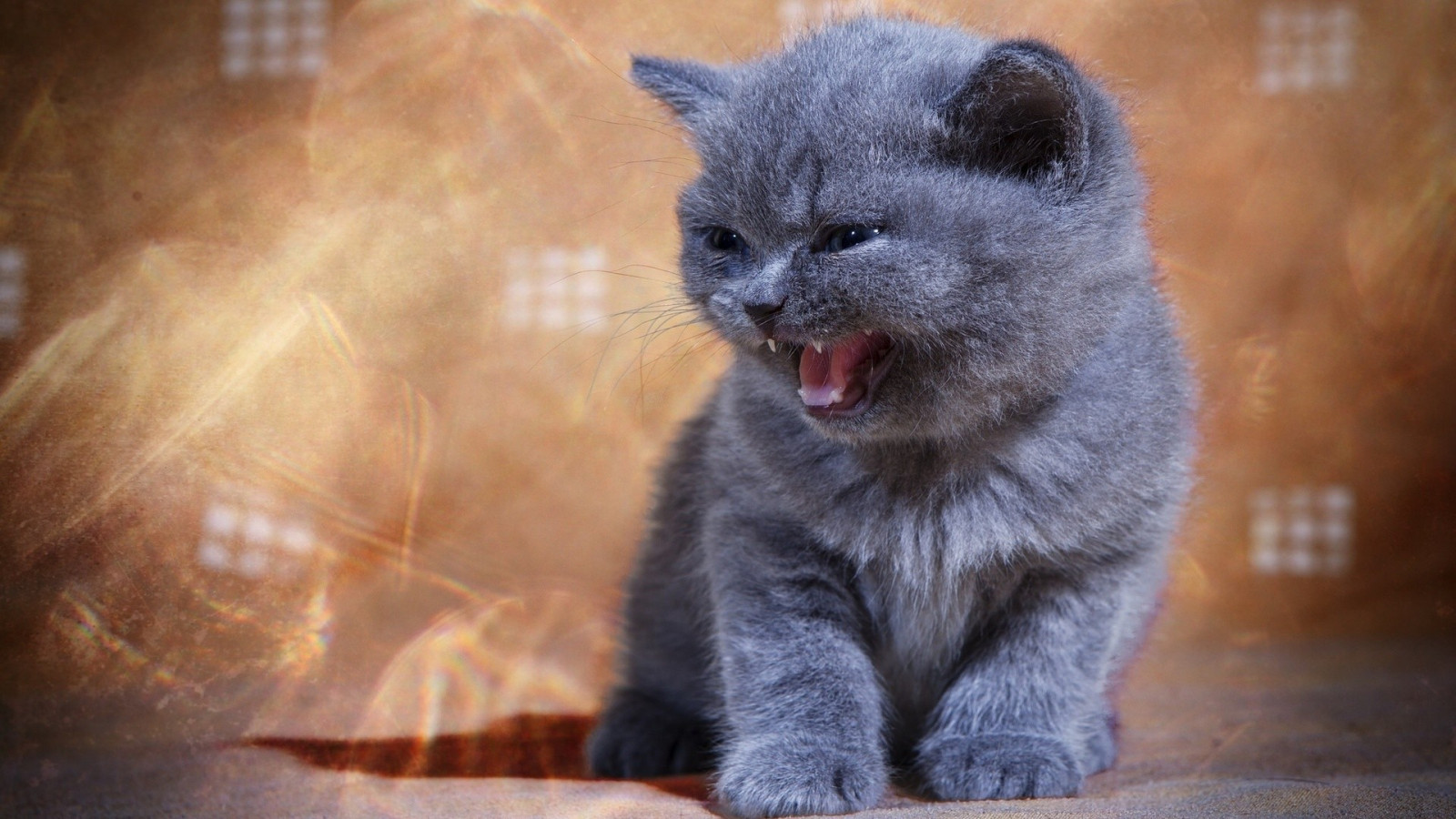 kat, dyr, næse, whiskers, Russian Blue, British Shorthair, killing, fauna, pattedyr, hvirveldyr, kat lignende pattedyr, små til mellemstore katte, Chartreux, Nebelung