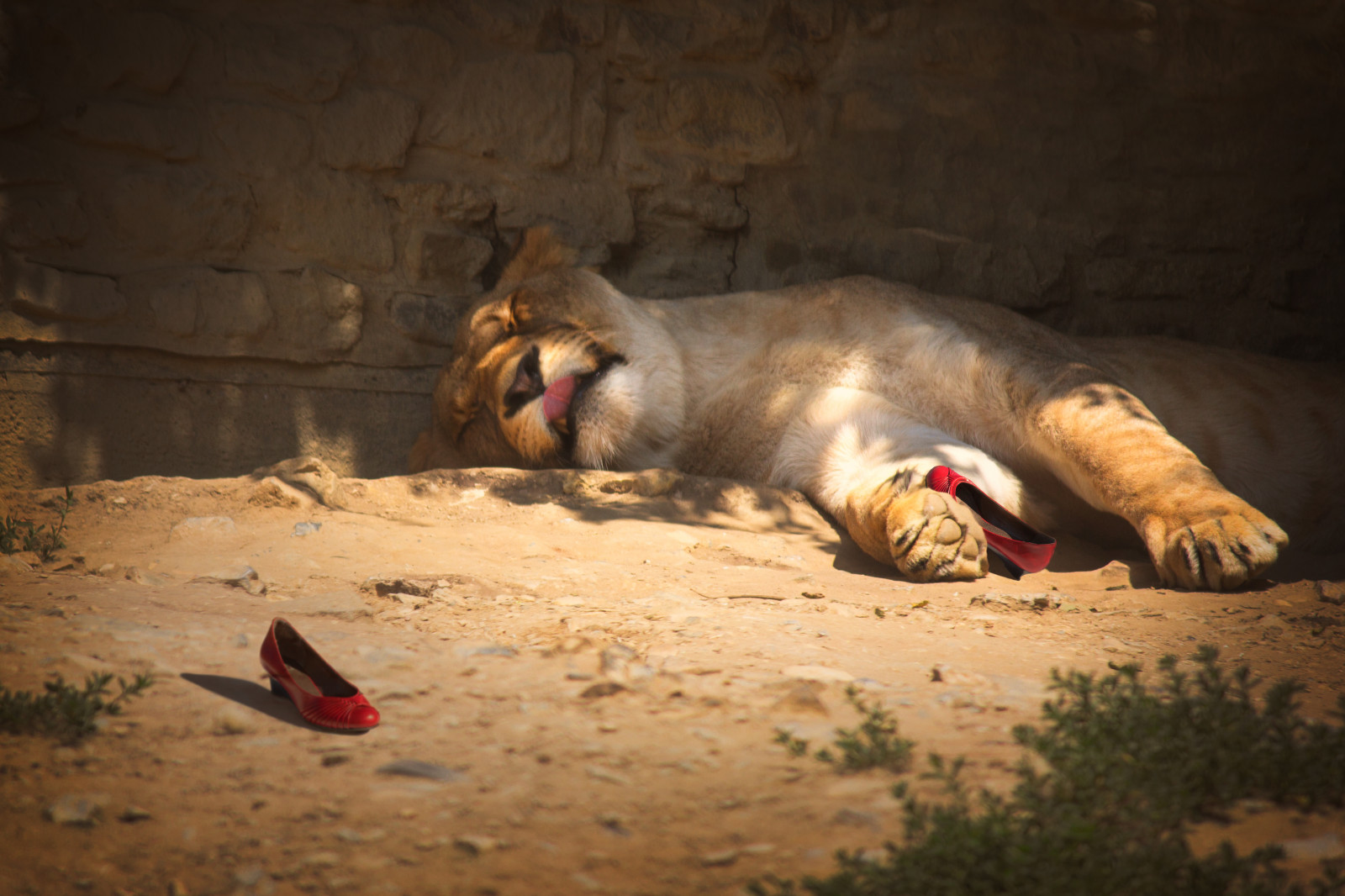 lev, Volně žijících živočichů, zoologická zahrada, Lowe, OZ, flickrfriday, trouchnivění, fauna, Schuhe, kočka jako savci, čenich, 52 týdnů, carnivoran, organismus, 52weeksproject, Dorothy, 1052, 52wochen, 52wochenprojekt, Dorothysredshoes, Roteschuhe