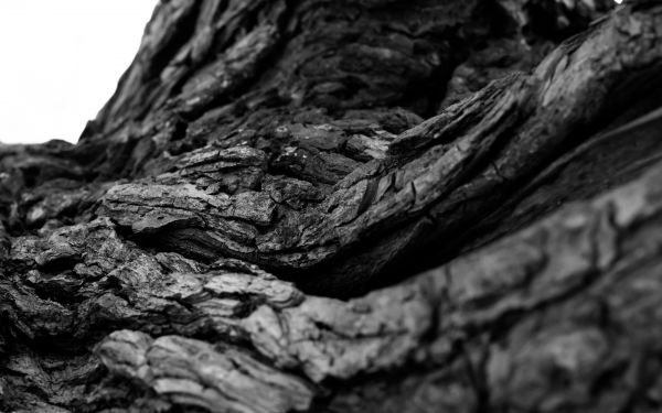 2880x1800 px,black,bw,bark,macro,tree