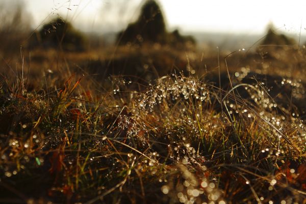 sunlight,water,nature,photography,branch,grass