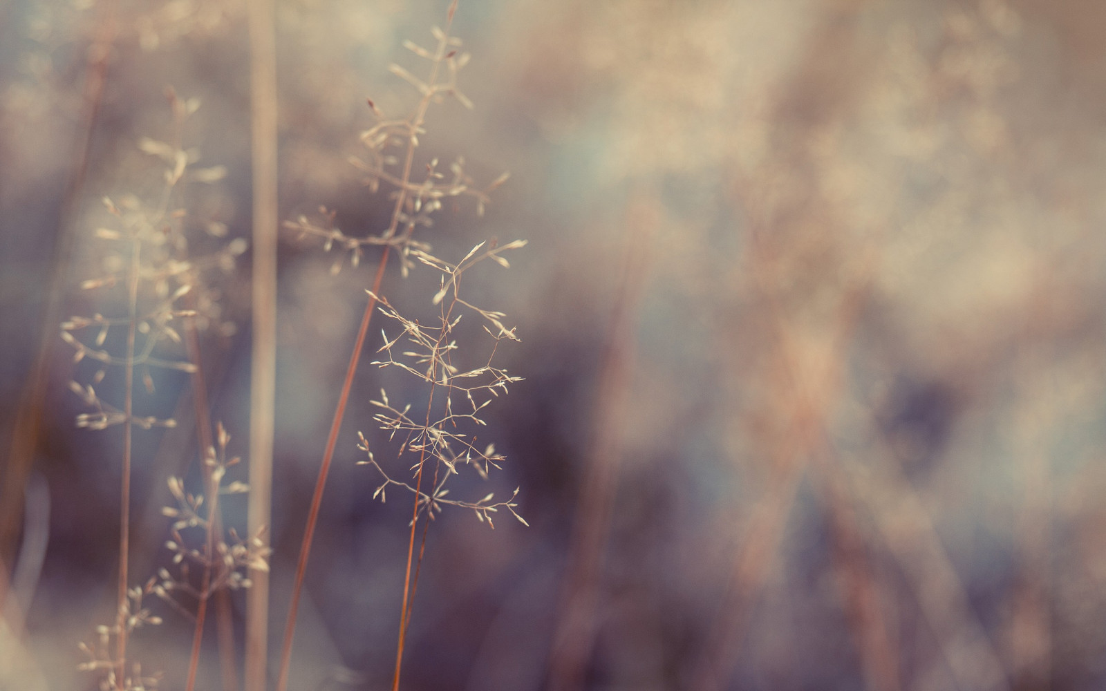 sollys, Skov, vand, natur, afspejling, græs, vinter, fotografering, makro, afdeling, morgen, frost, Fryser, lys, træ, efterår, blad, blomst, plante, sæson, flora, atmosfærisk fænomen, vedplante, makrofotografering, græs familie