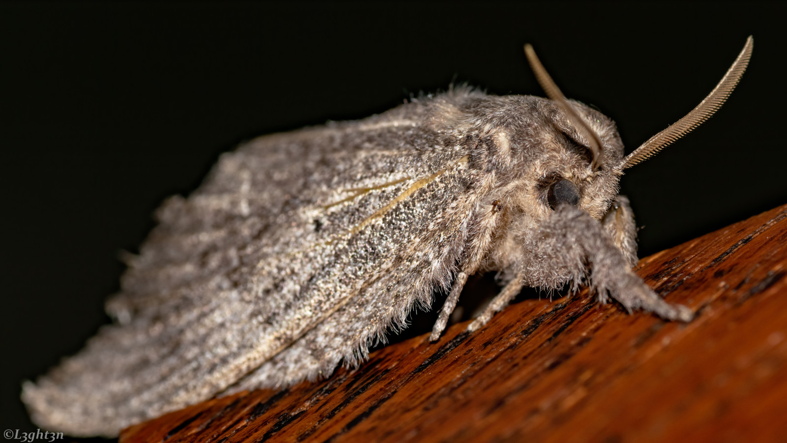 Wallpaper : photography, nature, macro, moth, closeup, insect 3840x2160 ...