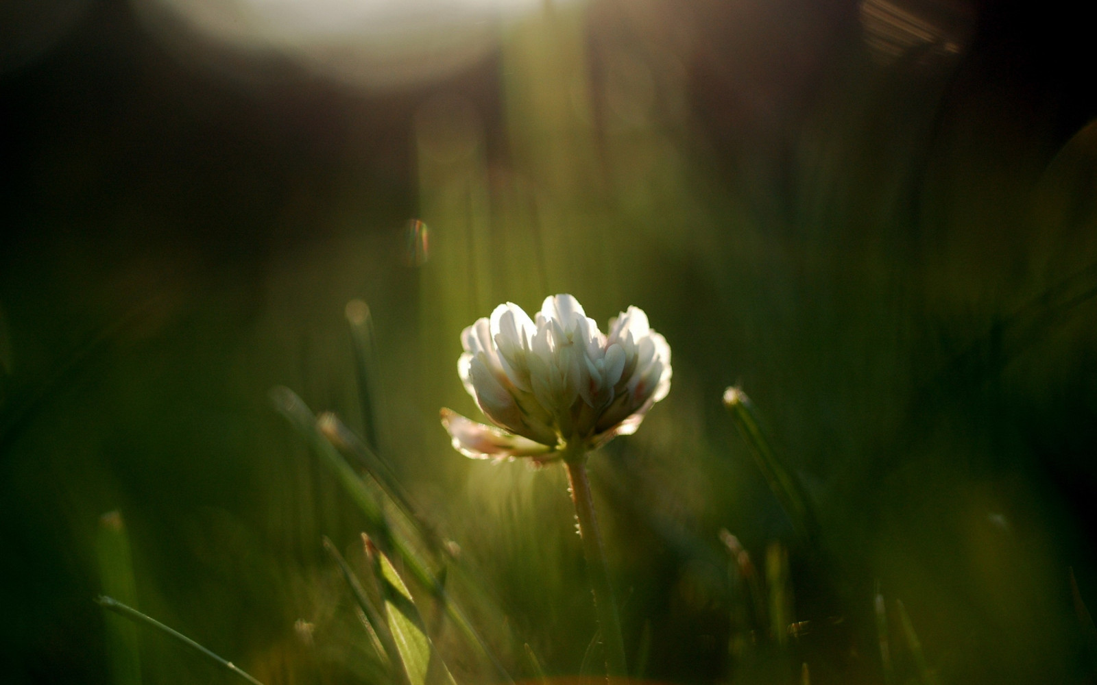 luce del sole, natura, erba, campo, fotografia, verde, fiorire, Margherita, leggero, foglia, fiore, pianta, flora, petalo, prato, Fiore di campo, trifoglio, sfondo del computer, impianto di terra, pianta fiorita, avvicinamento, fotografia macro, famiglia di erba, staminali vegetali, famiglia delle margherite