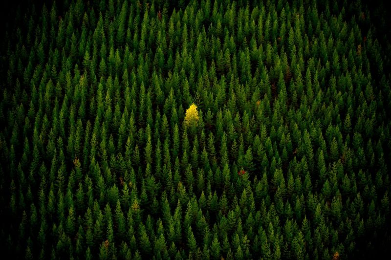 nature, trees, yellow, alone, forest, fall nature, trees, yellow, alone, forest, fall