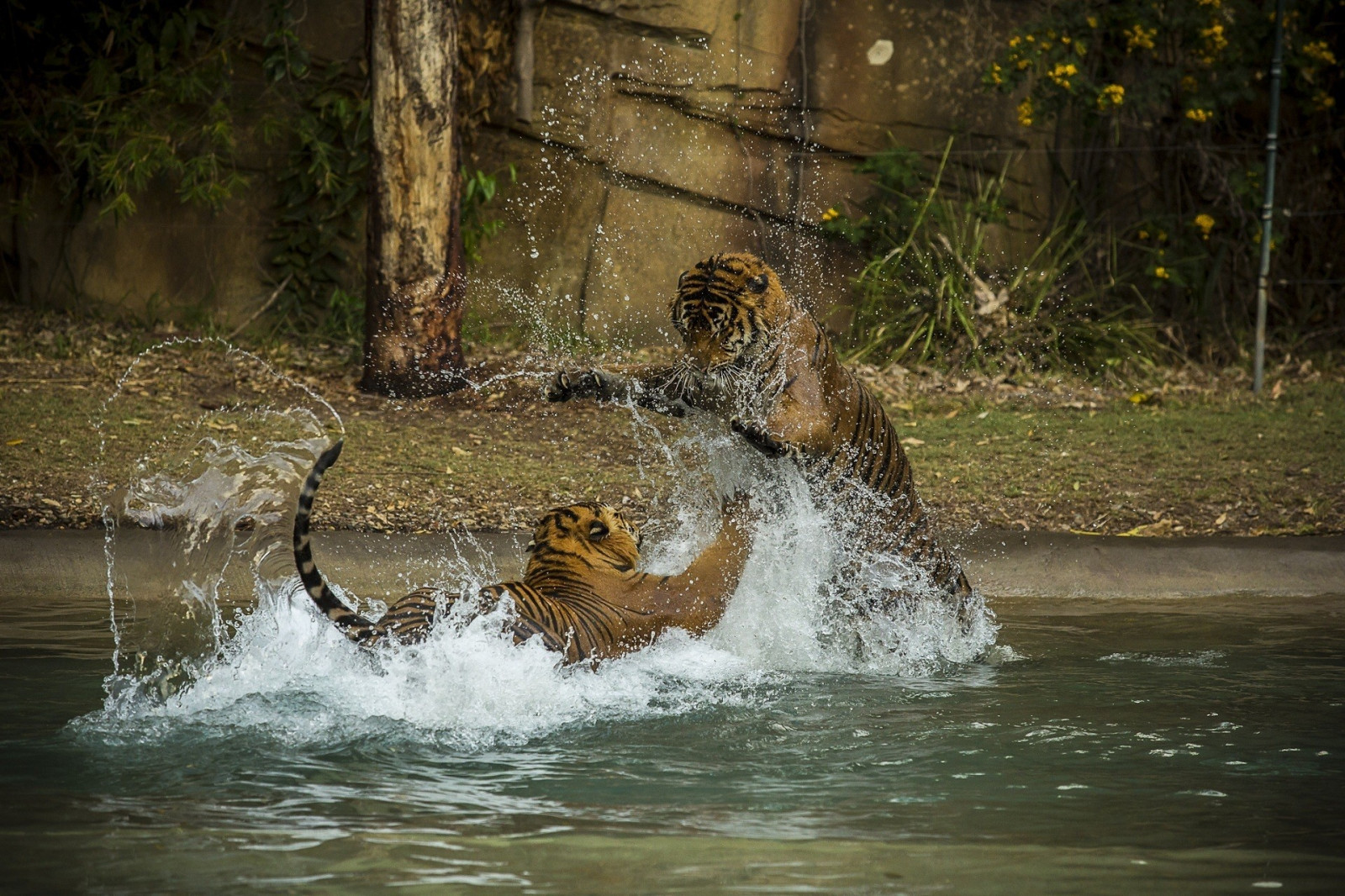 paesaggio, animali, natura, tigre, natura, grandi gatti, Zoo, giungla, fauna