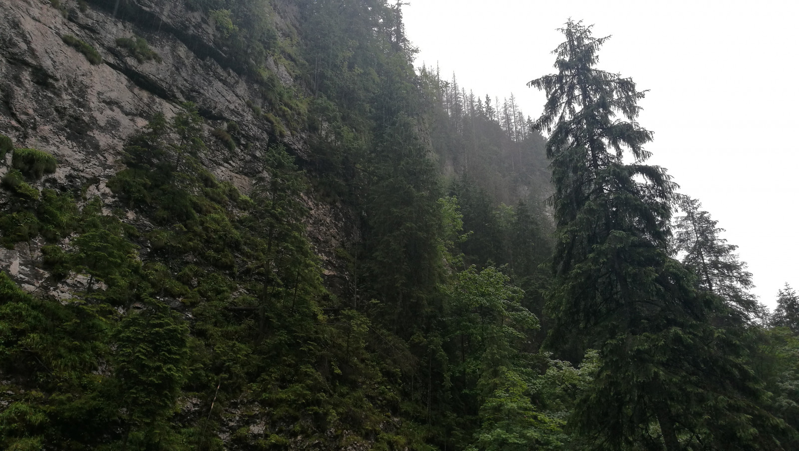 montagne, foresta, alberi di pino