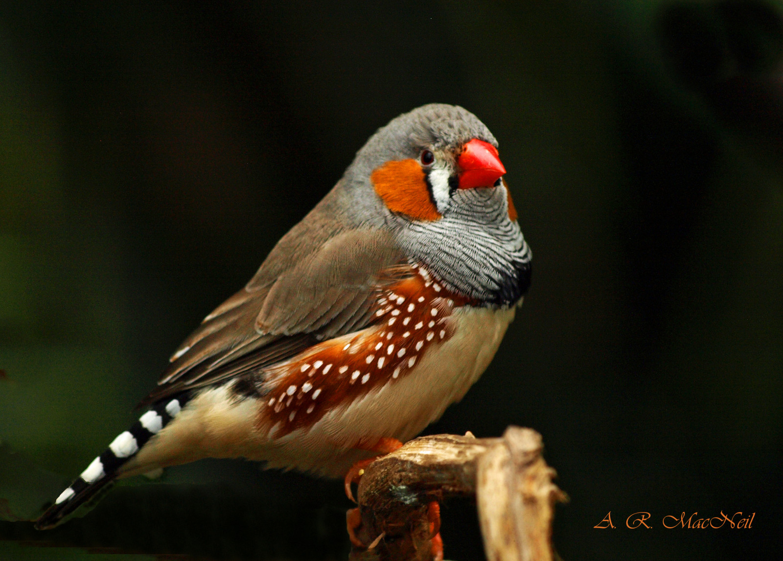 デスクトップ壁紙 自然 野生動物 オレンジ トロピカル カナダ オーストラリア 嘴 バンクーバー かなり ミゲランドメ フェザー ミゲアランドとメメレム ミゲアンドンブロンズ 動物相 ブリティッシュコロンビア 鳥を飾る 生物 古い世界のフライ