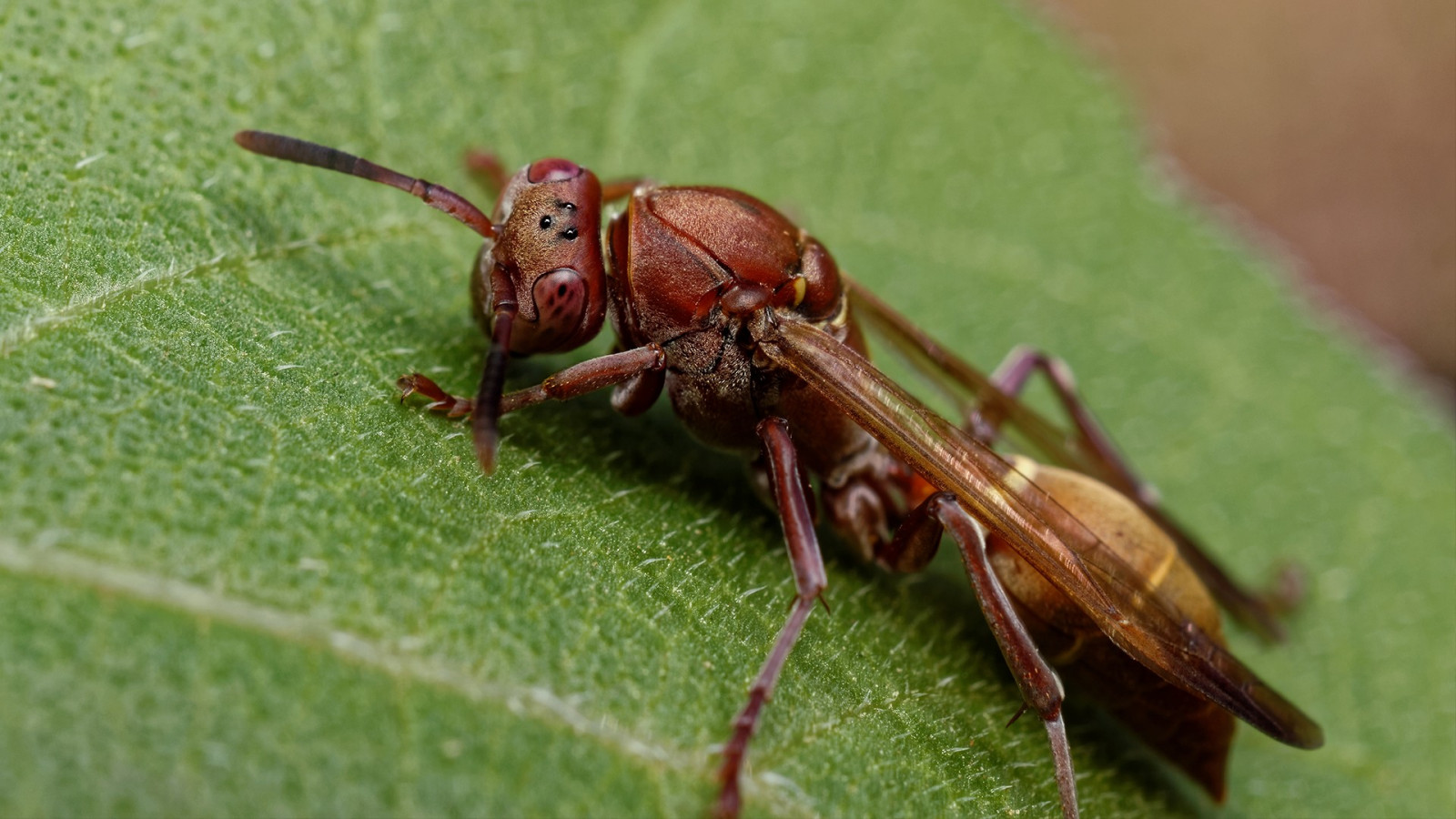 Natur, Fotografie, Makro, Insekt, Fliege, Hornissen, Wespe, Fauna, Pest, Hornisse, Ameise, Nahansicht, Makrofotografie, wirbellos, Gliederfüßer, Membran geflügeltes Insekt, Blattkäfer