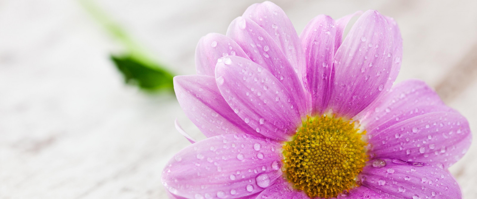 blomster, fotografering, lilla, makro, blomstre, rosa, blomst, anlegg, flora, petal, landanlegg, blomstrende plante, nærbilde, makrofotografering, daisy familien, blomst bukett