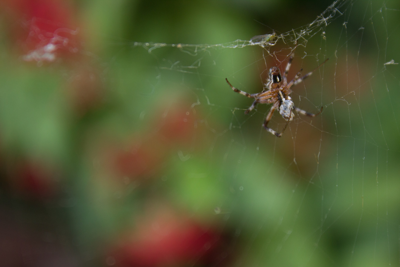 pavoučí síť, pavouk, makro fotografie, pavoukovec, list, bezobratlý, zblízka, členovců, orb weaver pavouk, araneus, hmyz, závod stonek, vlhkost, voda