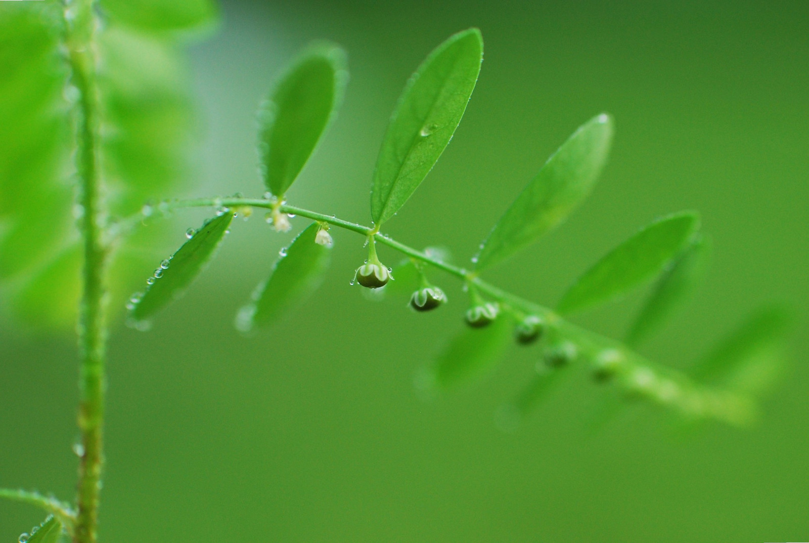 voda, Příroda, tráva, rostliny, fotografování, makro, větev, hmyz, zelená, rosa, list, květ, rostlina, pokles, flóra, fauna, botanika, zblízka, makro fotografie, závod stonek, bezobratlý, vlhkost