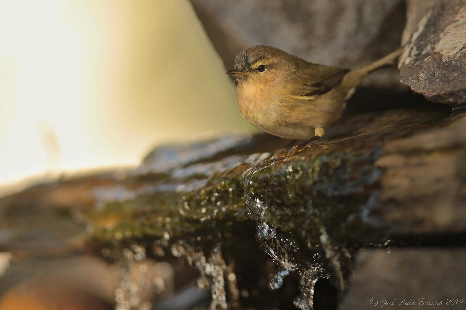Portugalsko, Příroda, ptactvo, zvěř, fauna, ptáček, křídla, Volně žijících živočichů, natureza, ornitologie, zobák, peří, birdsinportugal, avesemportugal, Aves, dodo, fullframe, animais, ornitologie, pozorování ptáků, avesdeportugal, influenza, commonchiffchaff, phylloscopuscollybita, biodiverzita, avifauna, Almada, ptáčník, asas, freebirds, Penas, vidaselvagem, faunaib rica, josbar, ornitologia, observa odeaves, naturephotographer, felosacomum, felosinha, biodiversidade, vidaanimal, birdphotographer, avesemliberdade, avianphotography, fotografiadenatureza, fotografiadeaves, portuguesebirds, birdinginthewild, naturephotographing, fot grafodenatureza, faunaportuguesa, observadordeaves, FOT grafodeaves, photosinmybackyard, canonef400mmf28lisiiusm, iberianbirds, canoneos1dx, birdphotographing, jos lu sbarros, birdsinfreedom, nocaptivitybirds, sobredadecaparica, ornit filo, fotosnomeuquintal