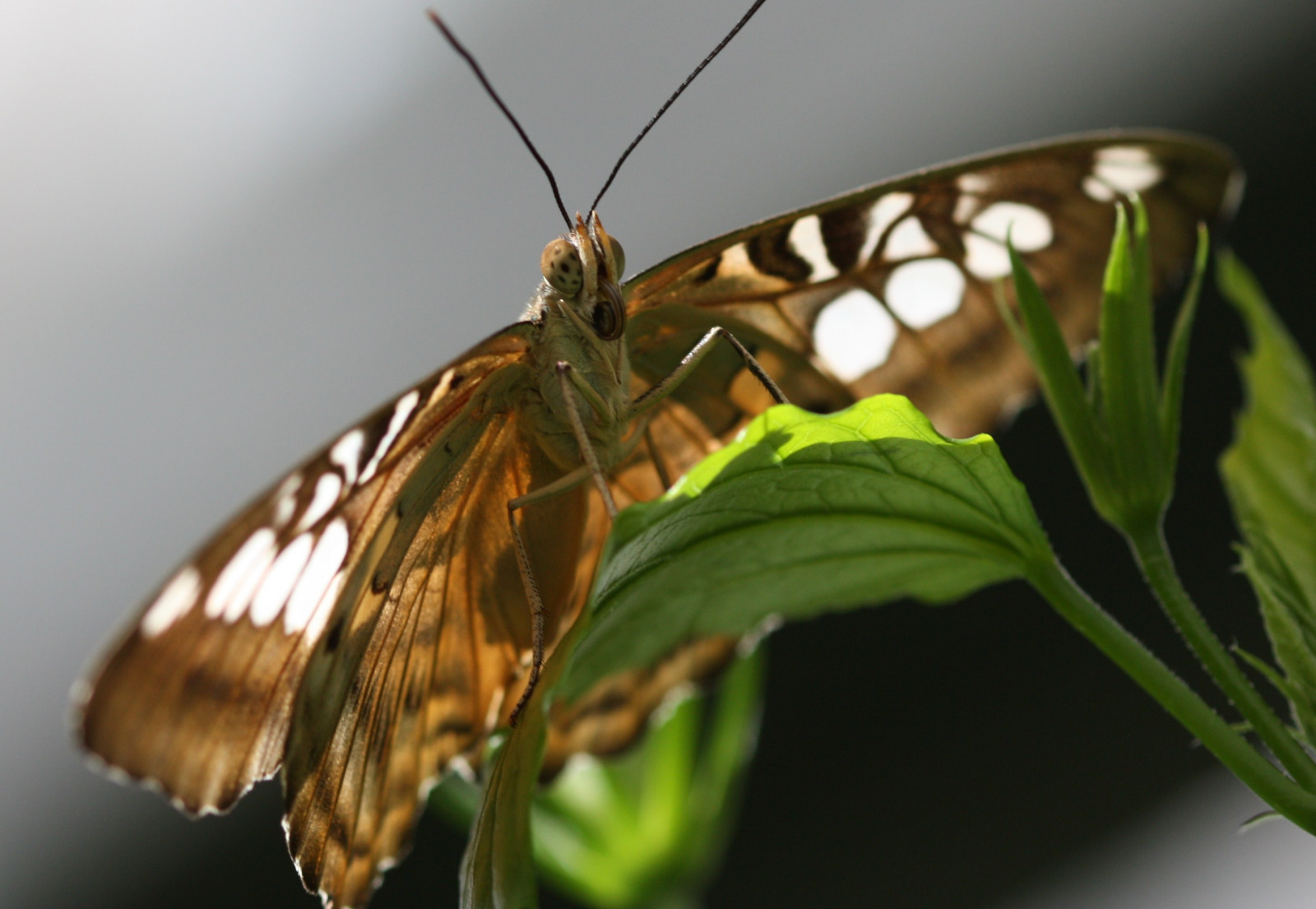 zvěř, Příroda, milovat, detailní, makro, motýl, hmyz, Volně žijících živočichů, Kánon, zoologická zahrada, akt, mol, kubismus, UMĚNÍ, zvíře, krása, barva, legrační, zábava, makro, papillon, anawesomeshot, naturesfinest, abigfave, schmetterling, fauna, Soe, specanimal, theunforgettablepictures, impressedbeauty, aplusphoto, superbmasterpiece, golddragon, platinumphoto, diamondclassphotographer, flickrdiamond, overtheexcellence, betterthangood, blueribbonwinner, goldstaraward, colourartaward, akt, wowiekazowie, flickrsbest, ultimateshot, shieldofexcellence, supershot, Farfalla, superaplus, excapture, ysplix, macromarvels, 100mmmacro, nahaufnahme, fiveflickrfavs, passionphotography, magicofaworldinmacro, buzznbugz, naturewatcher, irresistiblebeauty, amazingshots, wonderfulworldmix, goldenmix, makro fotografie, bezobratlý, členovců, organismus, opylovači, můry a motýli, dragongoldaward, motýl monarcha, Macromix, net okřídlený hmyz, štětec footed motýl, úžasná trefa, extraordinarycapture, sas, coolestphotographers, specinsect, Diamondaward, Mainau, Top5butterflies, Ultimatereptiles, Cooseup