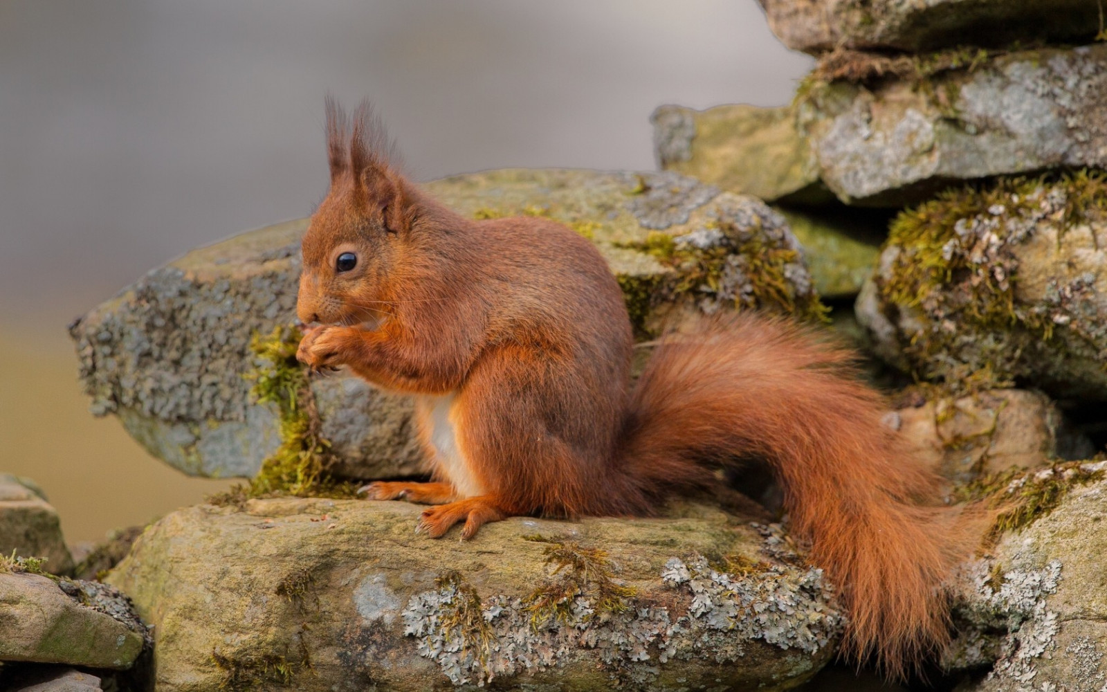 dieren, eekhoorn, dieren in het wild, bakkebaarden, knaagdier, fauna, zoogdier, gewerveld, vos eekhoorn