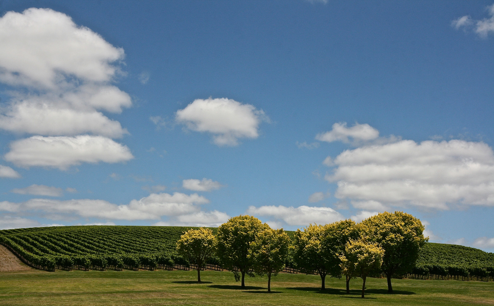 stromy, letní, nebe, slunečnímu záření, mraky, venkovský, vinice, víno, hospodařit, zemědělství, modrá obloha, vinné sklepy, Jižní Austrálie, réva, Adelaide Hills, Balhannah, Shawsmithwinery