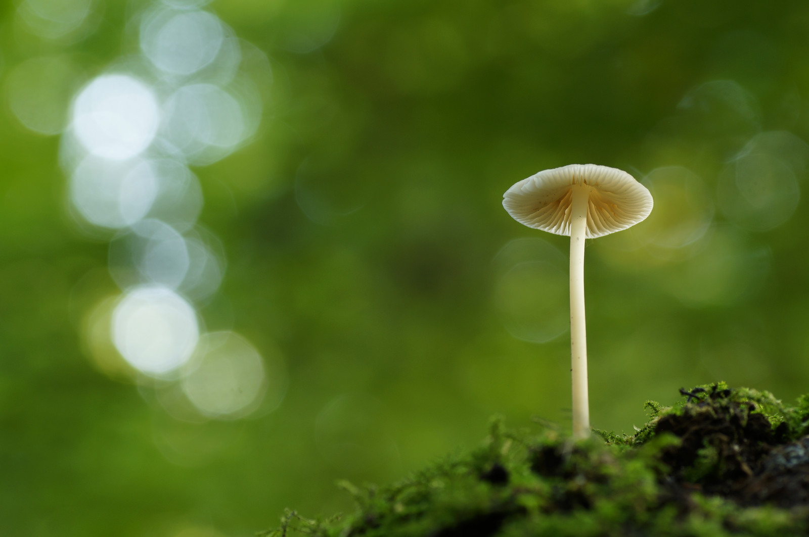 luce del sole, foresta, natura, erba, fungo, verde, cerchio, bokeh, Basso, angolo, leggero, foglia, fiore, flora, prato, bos, botanica, avvicinamento, fotografia macro, staminali vegetali, branchia, branchie, Kralingse, kralingsebos