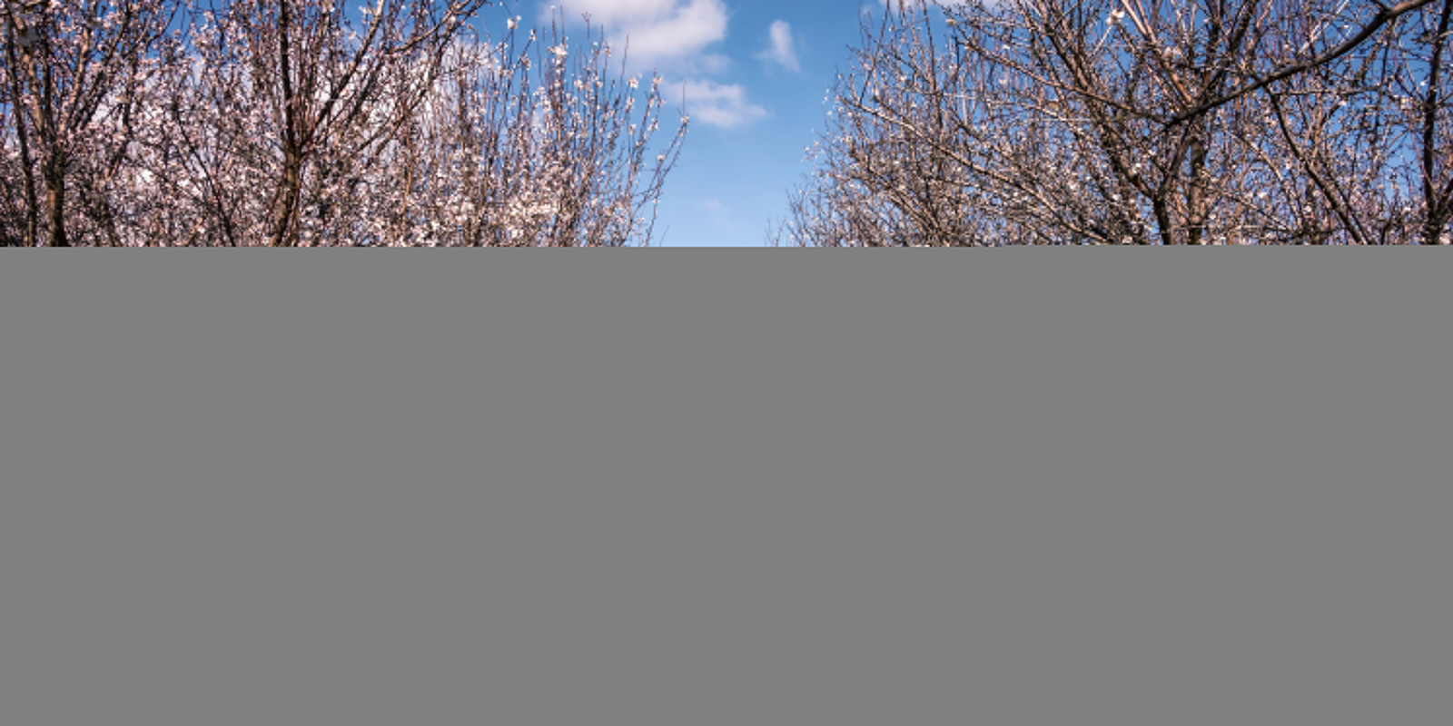 slunečnímu záření, květiny, větev, jaro, strom, květ, rostlina, sezóna, israeldealba, Almendros, almondtrees, eternaprimavera