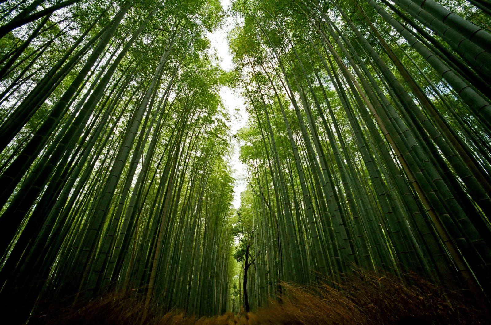 Wallpaper Leica, film, Japan, forest, Kyoto, shot, 15, snap, bamboo